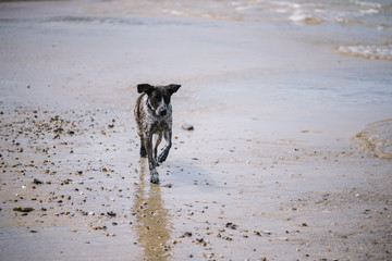 Adorable dog running at the beach by the Atlantic ocean, all wet and happy