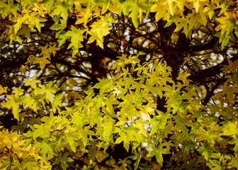 Herbstblätter im Arboretum Ellerhoop-Thiensen