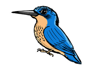 kingfisher, side view