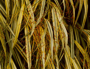 Blätter im Arboretum Ellerhoop-Thiensen