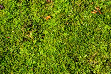 Background of the green moss