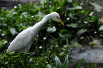 white egret bird