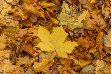 Colorful fallen autumn leaves