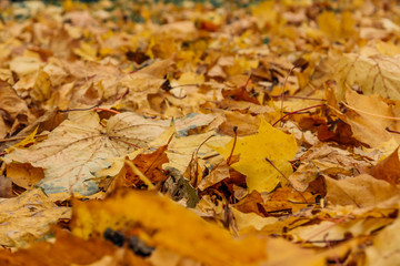 Colorful autumn leaves background, close up