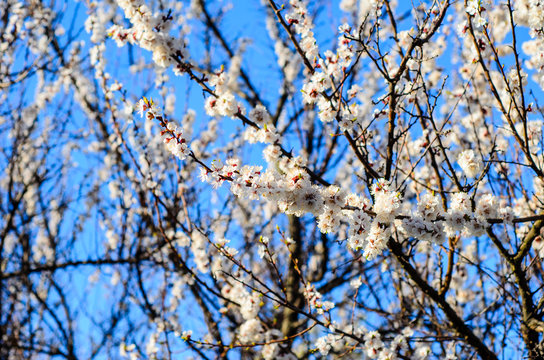 Branches of the blossoming apricot tree against blue sky