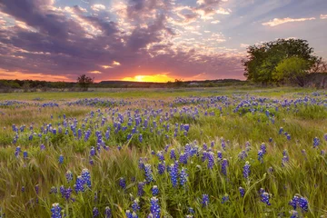Foto op Plexiglas Lente Bluebonnets bloeien onder de geschilderde hemel van Texas in Marble Falls, TX