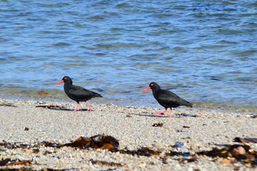 Sea birds