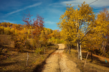 Mountain autumn landscape with colorful forest