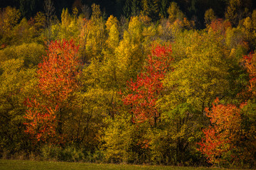 Fototapeta premium Mountain autumn landscape with colorful forest