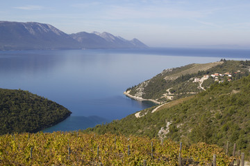 Croatian Vineyard