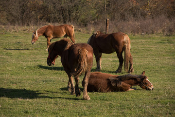 Naklejka na ściany i meble Herd of horses grazing on pasture