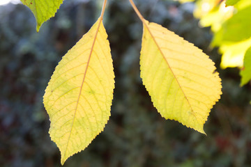 autumn leaves of sweet cherry
