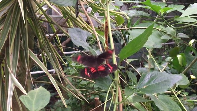 Heliconius melpomene, Passionsfalter, Peru, Schmetterling