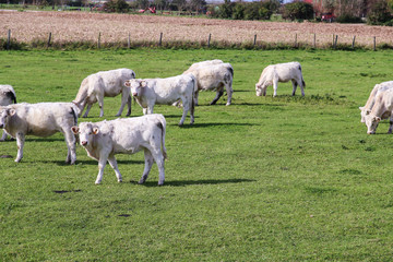 Obraz premium rinder