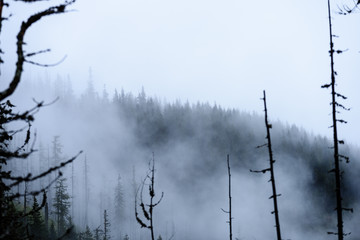 panoramic view of of mountains in misty forest