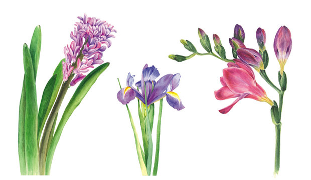 Botanical watercolor illustration of hyacinth, freesia and iris on white background. Could be used for web design, polygraphy or textile flower