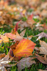 Bunte Blätter am Boden, Herbst