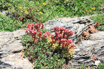 mountain houseleek flowers in Pyrenees, Sempervivum montanum