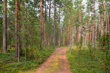 Old road in a pine forest