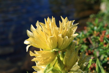 Yellow gentian flower, Gentiana burseri