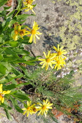 pyrenean groundsel flowers, Senecio pyrenaicus