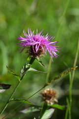 knapweed flower in summer, Centaurea