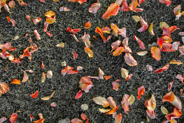 Bunte Blätter am Boden, Herbst, Hintergrund