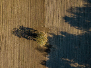 Aerial view of isolated tree on a field in autumn