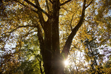Baum mit bunten Blättern