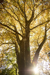 Fototapeta premium Baum mit bunten Blättern
