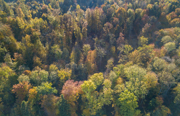 Aerial view of forest in fall, colorful trees