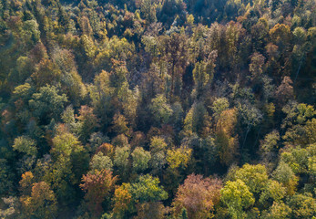 Aerial view of forest in fall, colorful trees
