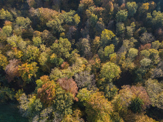 Aerial view of forest in fall, colorful trees