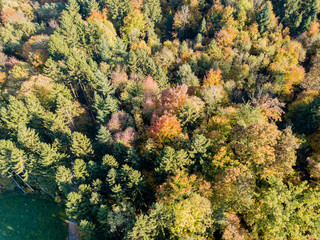 Aerial view of forest in fall, colorful trees