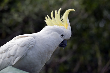 sulphur crested cockatoo