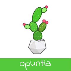 Cactus collection flat isolated vector of notocactus opuntia  cereus  mammillaria in pot homeolant