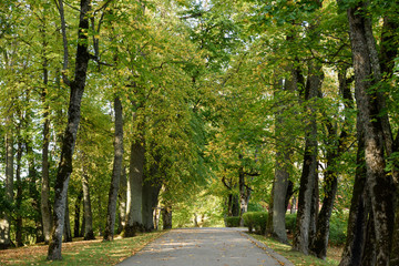 empty road in the countryside in autumn