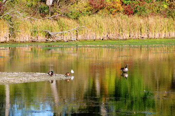 Duck, Duck, Goose2