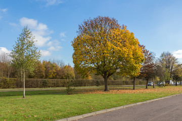 Rural Street view with autumnal trees.