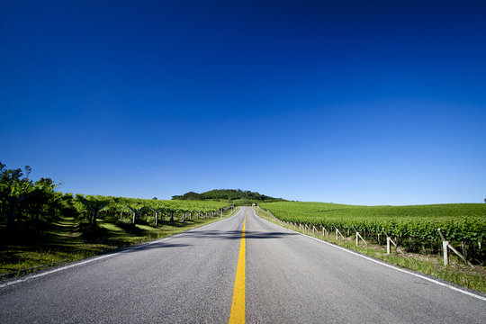 Road through the Vineyards