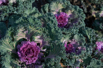 Fototapeta na wymiar Cabbage and Kale Flowering