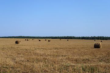 Hay bales in the field