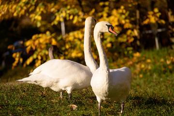 swan close up on lake water in sunny autumn day