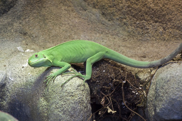 Green fiji iguana