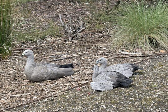Cape Barren Goose family