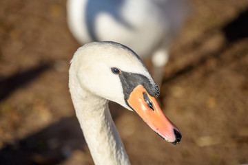Fototapeta premium swan close up on lake water in sunny autumn day