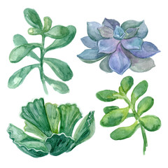Watercolor botanical illustration, green succulent
