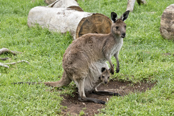 Naklejka na ściany i meble eastern grey kangaroo with joey