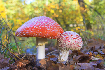 Amanita in the autumn forest