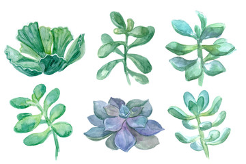 Watercolor vintage succulents set